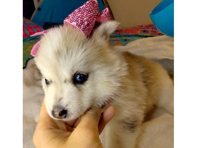 Adorable Pomsky Puppies For Sale Henderson - Puppies For Sale Near Me