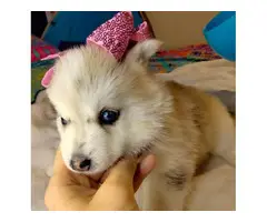 Adorable Pomsky Puppies for Sale