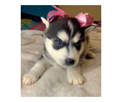 Adorable Pomsky Puppies For Sale Henderson - Puppies For Sale Near Me