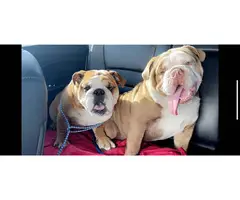 Male and female English Bulldog puppies for sale - 3
