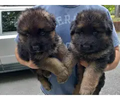 Puppies long coat German Shepherd - 1
