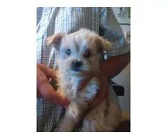 Morkie puppies looking for a good home