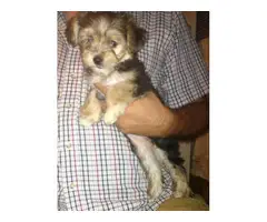 Morkie puppies looking for a good home - 2