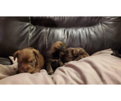 4 Chorkie puppies for sale