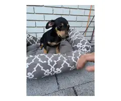 5 miniature pincher pups for adoption