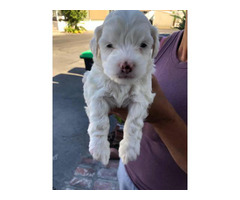 Snow white Maltese puppy