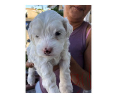 Snow white Maltese puppy