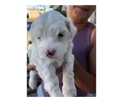Snow white Maltese puppy - 3