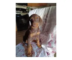 Doberman pinscher puppies for sale - 9
