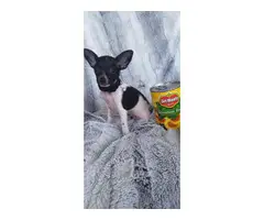 Female toy chihuahua puppy