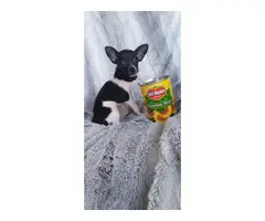 Female toy chihuahua puppy - 2