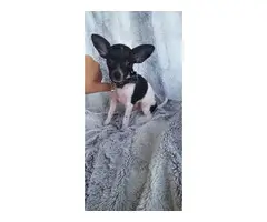 Female toy chihuahua puppy - 3