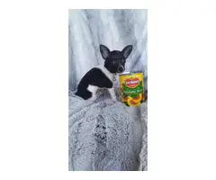 Female toy chihuahua puppy - 5