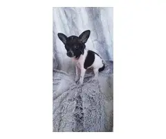 Female toy chihuahua puppy - 6