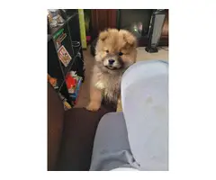 Chow chow puppies - 3