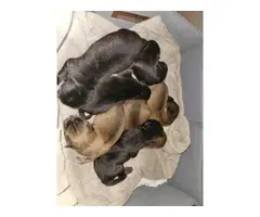Chow chow puppies - 4