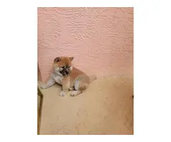 100% purebred Shiba inu puppies for sale