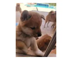 100% purebred Shiba inu puppies for sale - 7