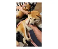 100% purebred Shiba inu puppies for sale - 8