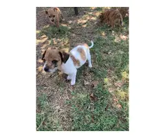 Chiweenie puppies - 4