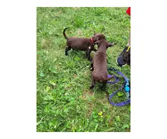 Chocolate Lab mix puppies looking for homes