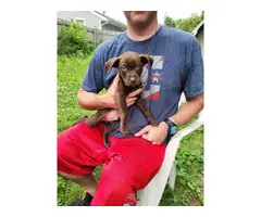 Chocolate Lab mix puppies looking for homes