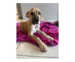 5 Healthy Great Dane puppies for Sale - 2