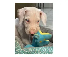 5 Healthy Great Dane puppies for Sale - 4