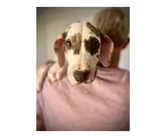 5 Healthy Great Dane puppies for Sale - 5