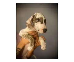 5 Healthy Great Dane puppies for Sale - 6