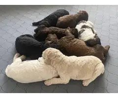 Purebred Standard Poodle Puppies for Sale