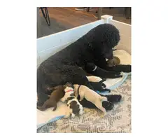 Purebred Standard Poodle Puppies for Sale - 2