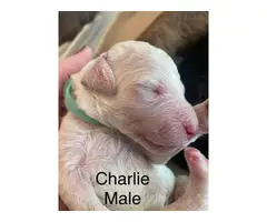 Purebred Standard Poodle Puppies for Sale - 6