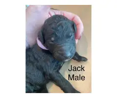 Purebred Standard Poodle Puppies for Sale - 7