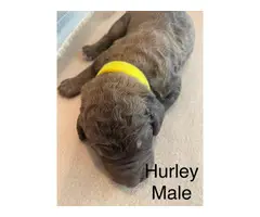 Purebred Standard Poodle Puppies for Sale - 10