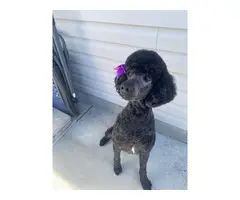 Purebred Standard Poodle Puppies for Sale - 20