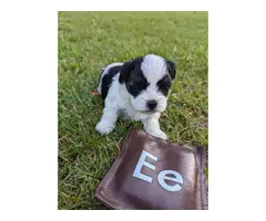 2 litter Shichon puppies for sale
