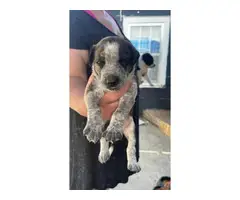5 male Blue heeler puppies available
