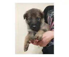 AKC Championship bloodline German Shepherd Puppies for sale - 6