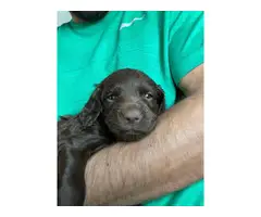 Adorable Boykin Spaniel puppies for sale - 7