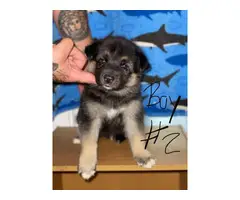 Shepsky puppies for sale - 4