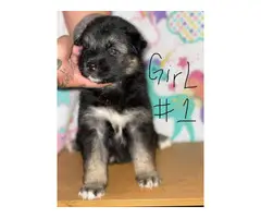 Shepsky puppies for sale - 8