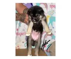 Shepsky puppies for sale - 10