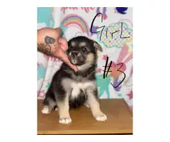 Shepsky puppies for sale - 11