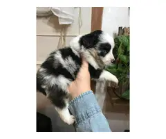 8 Miniature Australian Shepherd puppies for sale - 12
