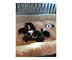 8 Miniature Australian Shepherd puppies for sale - 15