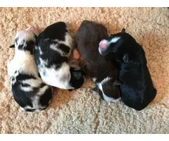 8 Miniature Australian Shepherd puppies for sale - 16