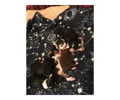 8 Miniature Australian Shepherd puppies for sale - 17