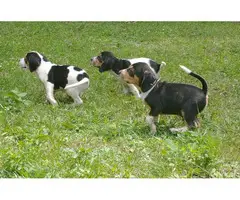 Male and female Beagle puppies - 2
