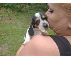 Male and female Beagle puppies - 3